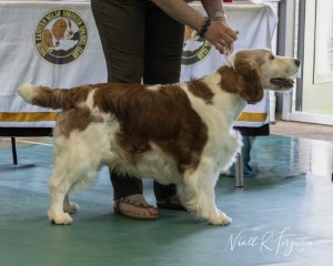 Veteran Dog